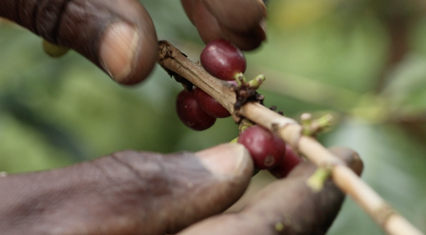Coffee cherries hand‑picked on Mount Elgon, Uganda